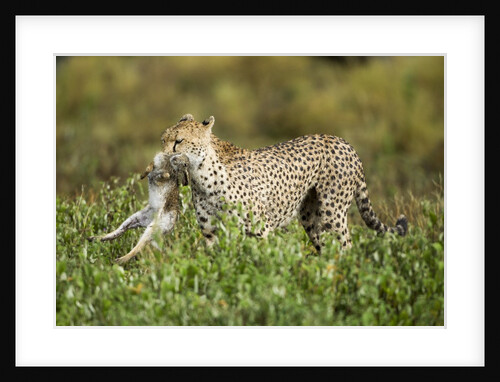 Cheetah and Hare by Anonymous