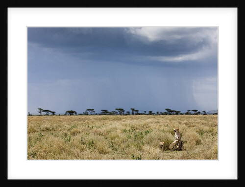 Cheetah and approaching storm by Anonymous