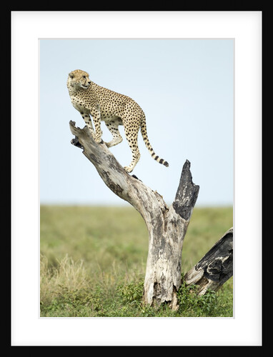 Cheetah at Ngorongoro Conservation Area, Tanzania by Anonymous