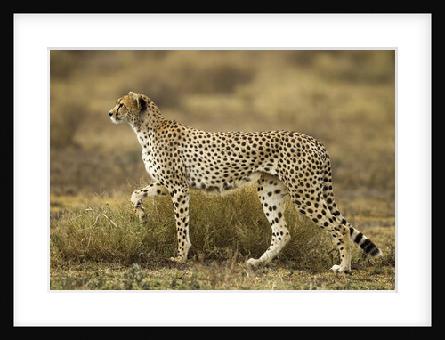 Cheetah at Ngorongoro Conservation Area, Tanzania by Anonymous