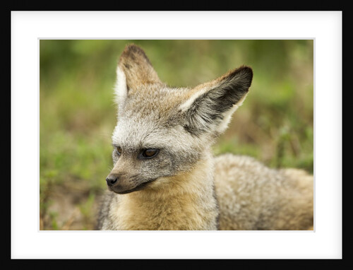 Bat Eared Fox by Anonymous