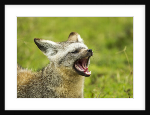 Bat Eared Fox by Anonymous