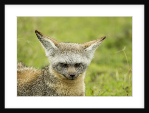 Bat Eared Fox by Anonymous