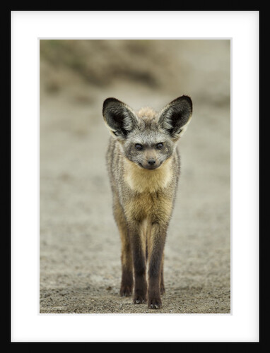 Bat Eared Fox by Anonymous