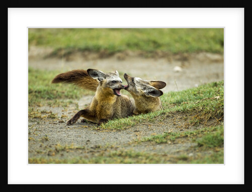 Bat Eared Foxes by Anonymous