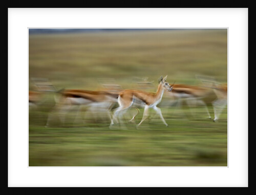 Thomson's Gazelle by Anonymous