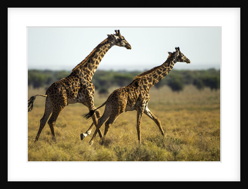Giraffe Herd by Anonymous
