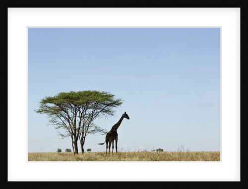 Giraffe Herd by Anonymous
