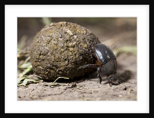 Dung Beetle by Anonymous