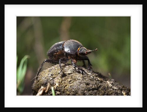 Dung Beetle by Anonymous