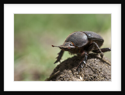 Dung Beetle by Anonymous