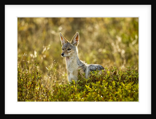 Jackal at Ngorongoro Conservation Area, Tanzania by Anonymous
