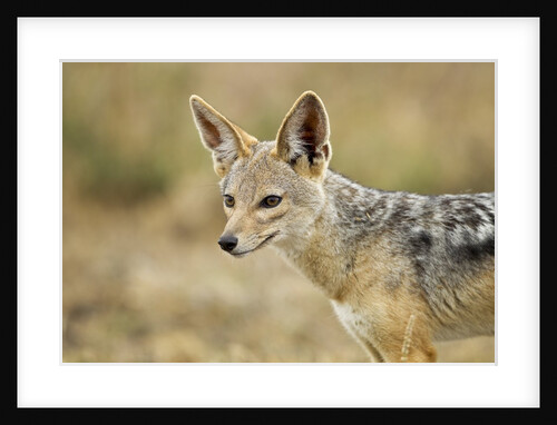 Jackal at Ngorongoro Conservation Area, Tanzania by Anonymous