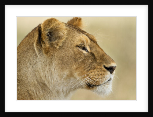 Lioness by Anonymous