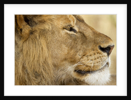 Lion, Ngorongoro Conservation Area, Tanzania by Anonymous