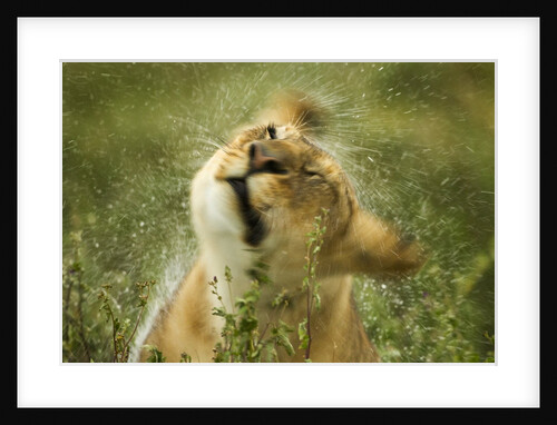 Lioness in the rain by Anonymous