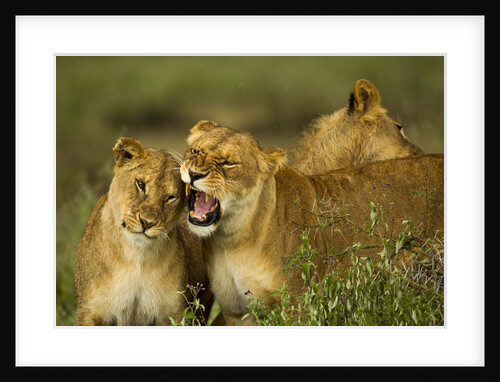Lion Pride by Anonymous