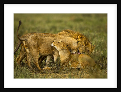 Lion Pride by Anonymous
