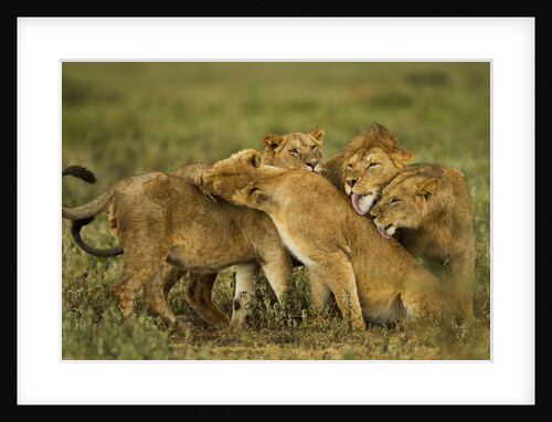 Lion Pride by Anonymous