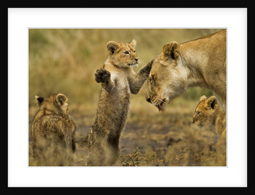 Lion Cub Greeting by Anonymous
