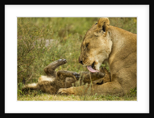 Lioness cleaning her cub by Anonymous
