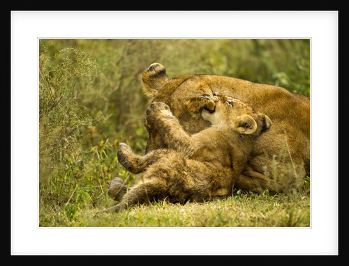 Lioness cleaning her cub by Anonymous