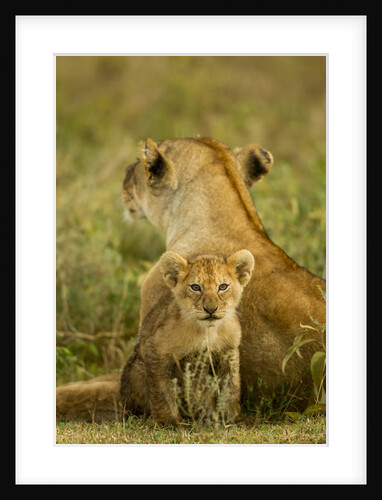 Lion cub with mother by Anonymous