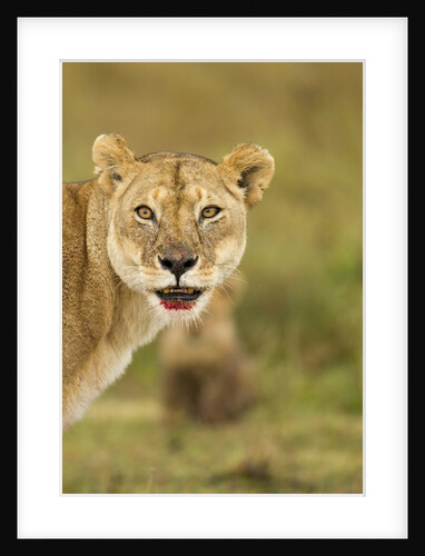 Blood-covered Lioness by Anonymous
