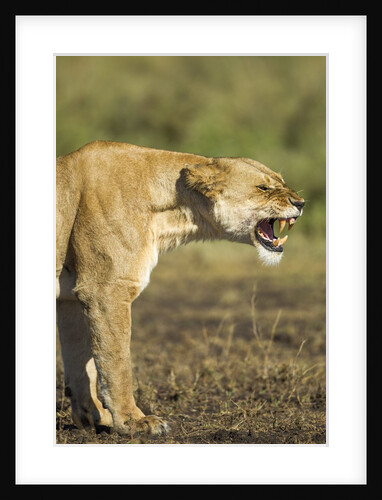 Snarling Lioness by Anonymous
