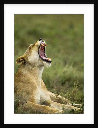 Lioness yawning by Anonymous