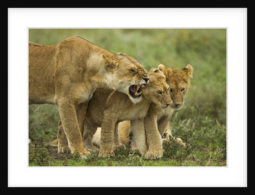 Lioness snarling at cubs by Anonymous