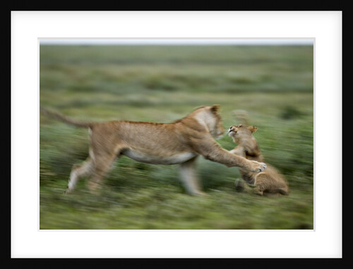 Lions playing by Anonymous