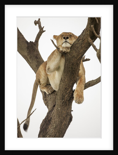 Lioness in a tree by Anonymous