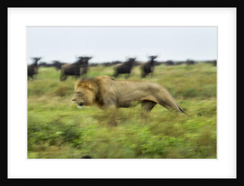 Lion and Wildebeest Herd by Anonymous