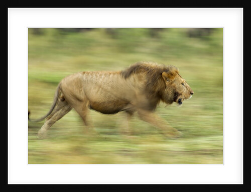 Lion walking on Savanna by Anonymous
