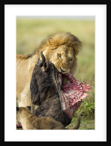 Lion feeding on Wildebeest by Anonymous