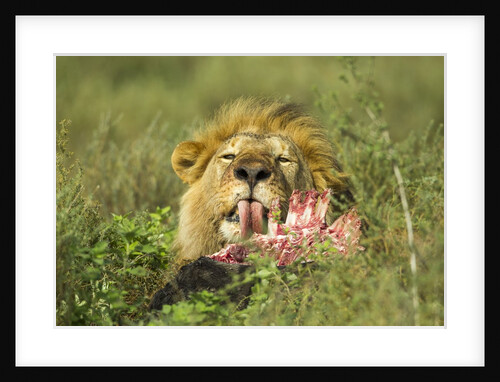 Lion feeding on Wildebeest by Anonymous