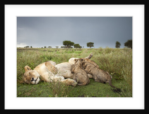 Lioness nursing cubs by Anonymous