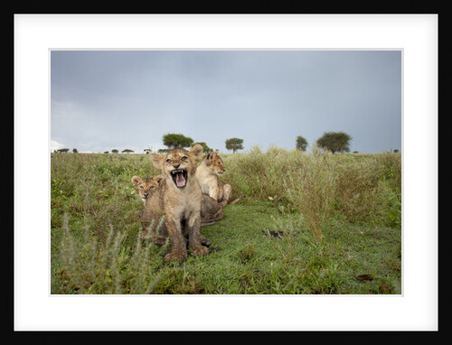 Lion cubs by Anonymous