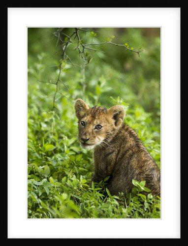 Lion cub by Anonymous
