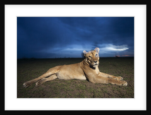 Lioness at dusk by Anonymous
