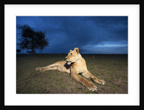 Lioness at dusk by Anonymous