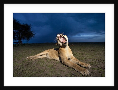Lioness at dusk by Anonymous