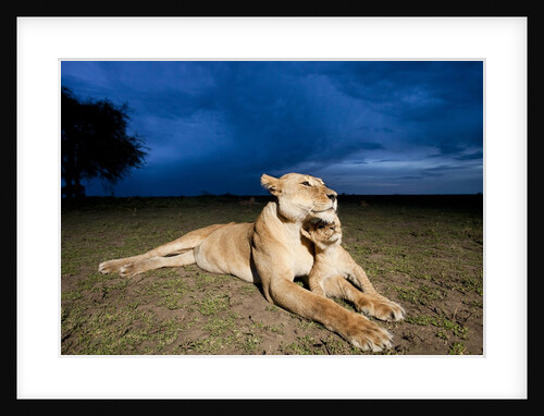 Lioness and cub by Anonymous