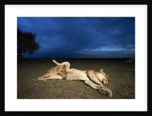 Lioness and cub by Anonymous