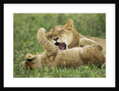 Lion cubs playing by Anonymous