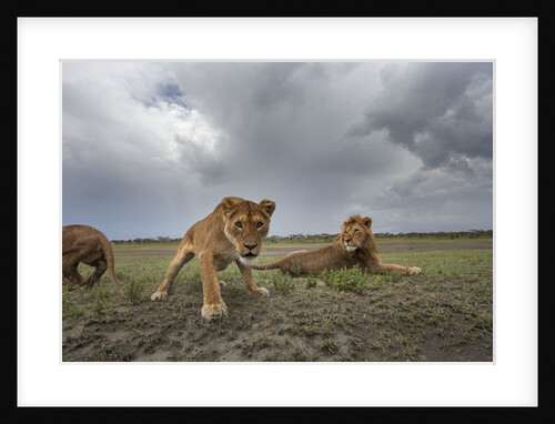 Lion Pride by Anonymous