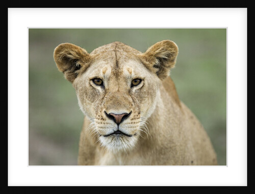Portrait of Lioness by Anonymous