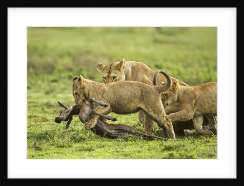 Lions and Wildebeest kill by Anonymous