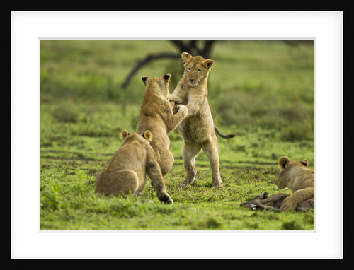 Lion cubs playing by Anonymous